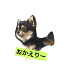きゅろろの日常♬（個別スタンプ：11）