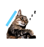 The 猫の本音（個別スタンプ：1）