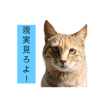 The 猫の本音（個別スタンプ：4）