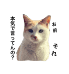 The 猫の本音（個別スタンプ：5）