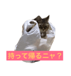 The 猫の本音（個別スタンプ：6）