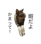 The 猫の本音（個別スタンプ：7）