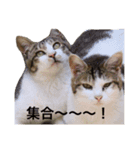 The 猫の本音（個別スタンプ：8）