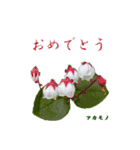 花を添えて 3（個別スタンプ：1）