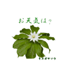 花を添えて 3（個別スタンプ：4）