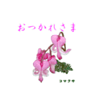 花を添えて 3（個別スタンプ：5）