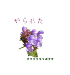 花を添えて 3（個別スタンプ：10）