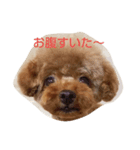 moKo1121（個別スタンプ：1）