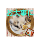 三毛猫クラとステラ 2（個別スタンプ：3）