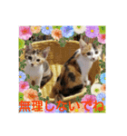 三毛猫クラとステラ 2（個別スタンプ：4）