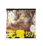 三毛猫クラとステラ 2（個別スタンプ：7）