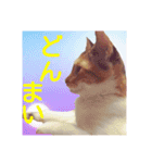 三毛猫クラとステラ 2（個別スタンプ：11）