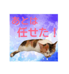 三毛猫クラとステラ 2（個別スタンプ：12）