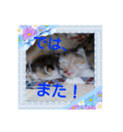 三毛猫クラとステラ 2（個別スタンプ：15）