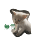 A water daily（個別スタンプ：1）