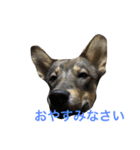 雑種のひとみです（個別スタンプ：6）