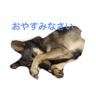 雑種のひとみです（個別スタンプ：8）