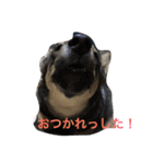 雑種のひとみです（個別スタンプ：12）