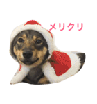 雑種のひとみです（個別スタンプ：15）