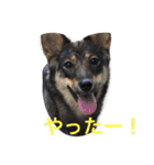 雑種のひとみです（個別スタンプ：18）