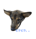 雑種のひとみです（個別スタンプ：19）