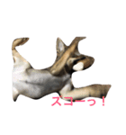 雑種のひとみです（個別スタンプ：24）