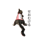 犬猫だけどなにか（個別スタンプ：4）