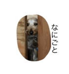 犬猫だけどなにか（個別スタンプ：6）