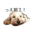 犬猫だけどなにか（個別スタンプ：7）