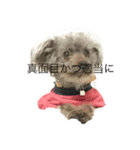 犬猫だけどなにか（個別スタンプ：8）