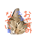 Nyankkozu（個別スタンプ：4）