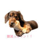ワン ＆ ニャン（個別スタンプ：4）