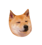 カワイイ柴犬（個別スタンプ：1）