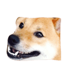 カワイイ柴犬（個別スタンプ：2）