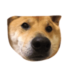 カワイイ柴犬（個別スタンプ：3）