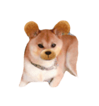 カワイイ柴犬（個別スタンプ：4）