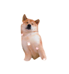 カワイイ柴犬（個別スタンプ：5）