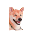 カワイイ柴犬（個別スタンプ：6）