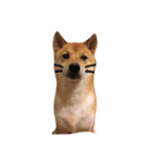 カワイイ柴犬（個別スタンプ：7）