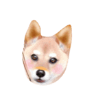 カワイイ柴犬（個別スタンプ：8）