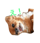 チワワの家族集（個別スタンプ：1）