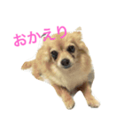 チワワの家族集（個別スタンプ：6）