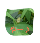かえるsan（個別スタンプ：5）