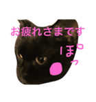 black cat "choco''2（個別スタンプ：2）