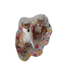sibasiba（個別スタンプ：3）