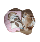 sibasiba（個別スタンプ：4）