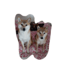 sibasiba（個別スタンプ：7）