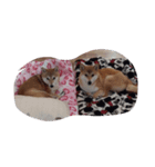 sibasiba（個別スタンプ：8）