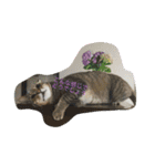 我が家可愛い猫たち（個別スタンプ：1）