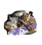 我が家可愛い猫たち（個別スタンプ：3）